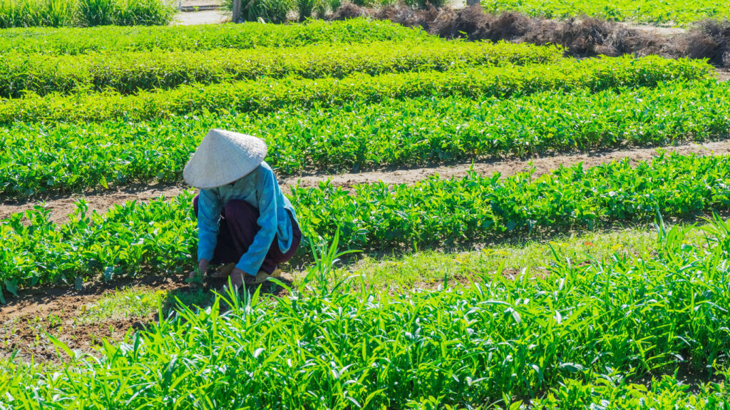 Circuit accompagné 16 jours au Vietnam