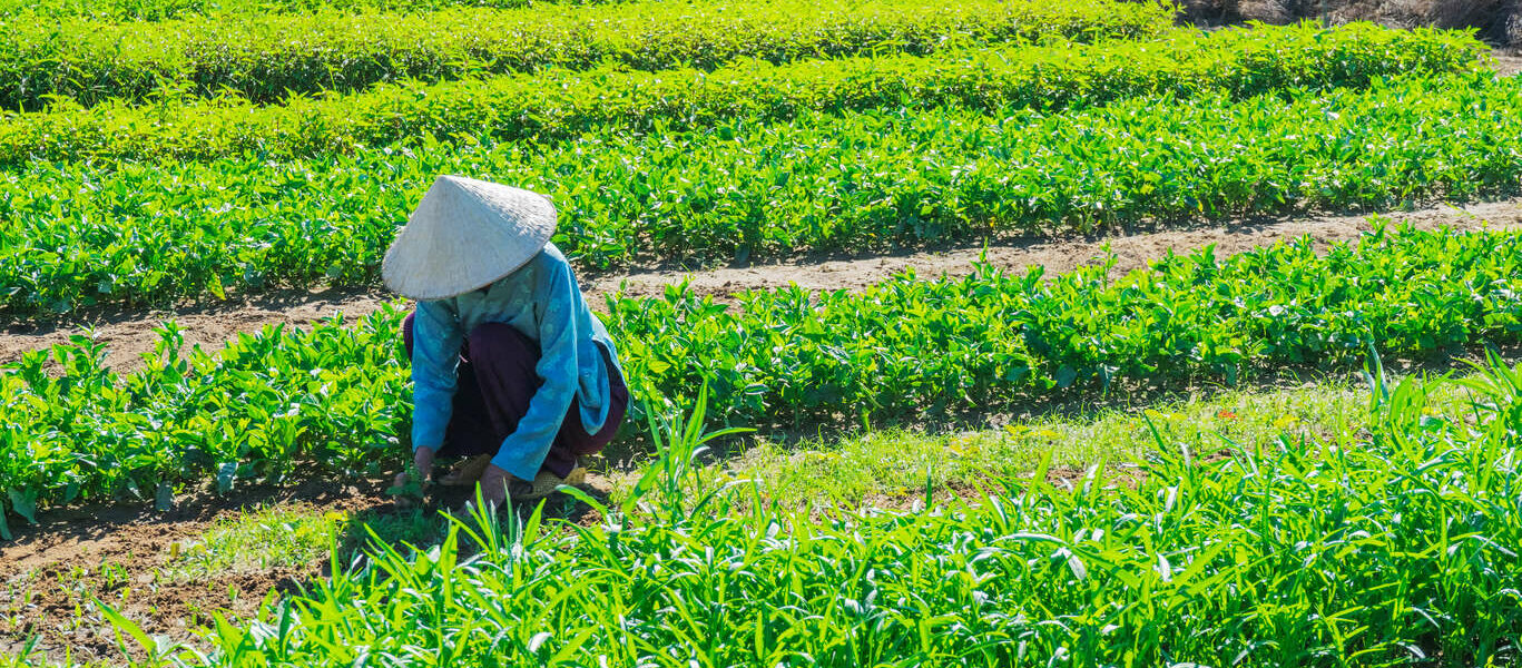 Un Voyage de la Tradition Vietnamienne à la Modernité