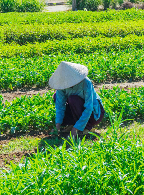 Un Voyage de la Tradition Vietnamienne à la Modernité