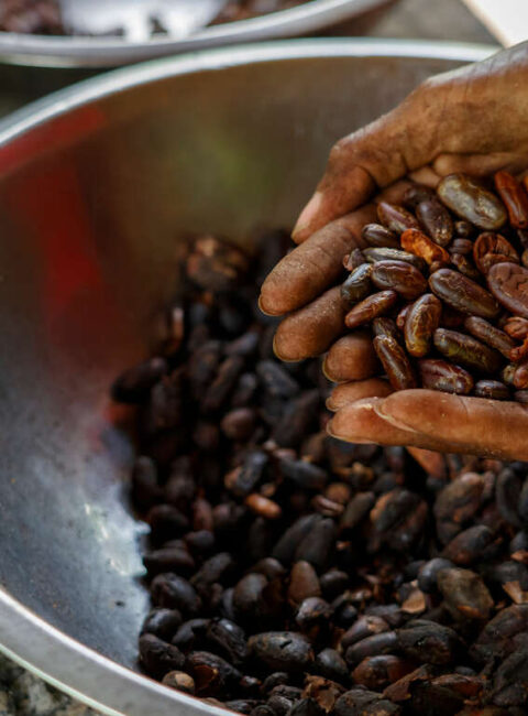 Voyage Sensoriel au Cœur de la République Dominicaine : Rhum, Cigares et Cacao