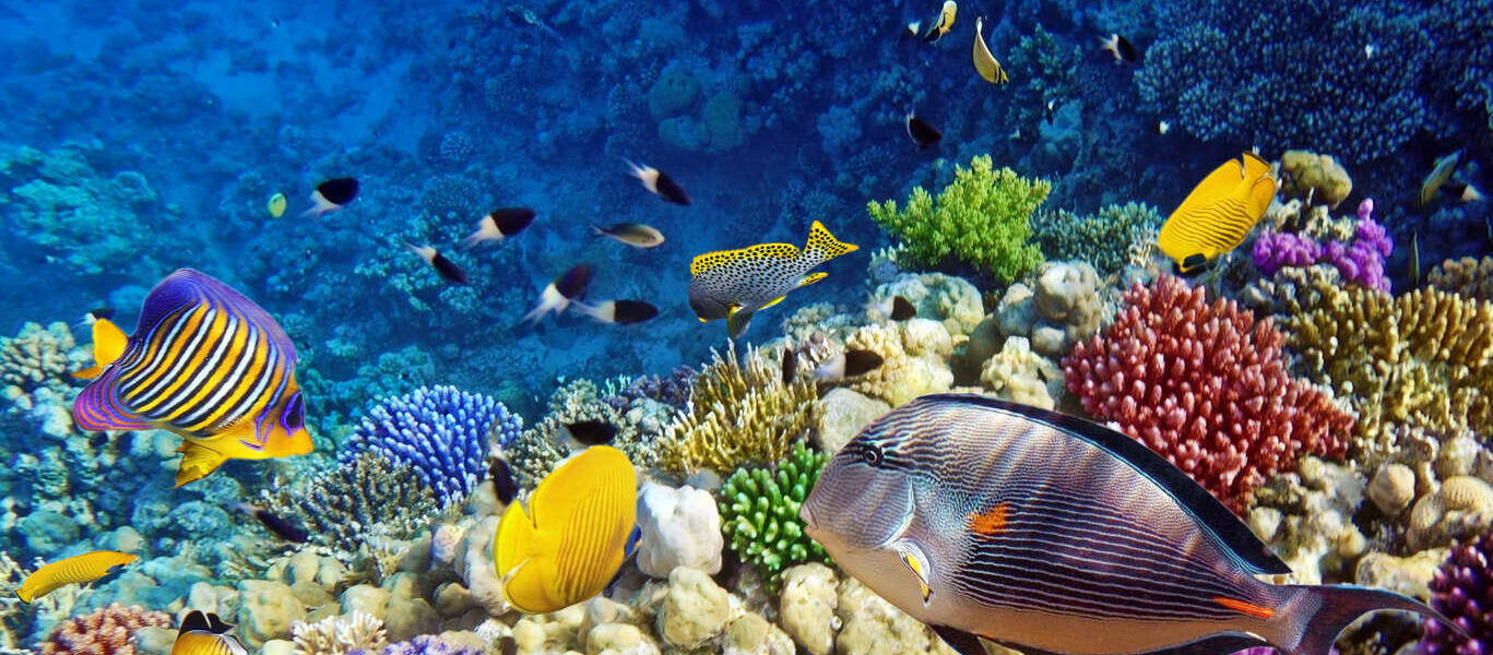 Combiné Al Ula et « Red Sea »