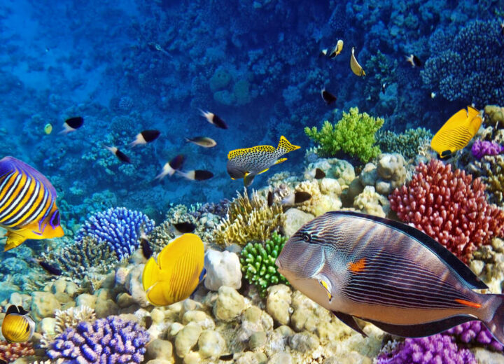 Combiné Al Ula et « Red Sea »