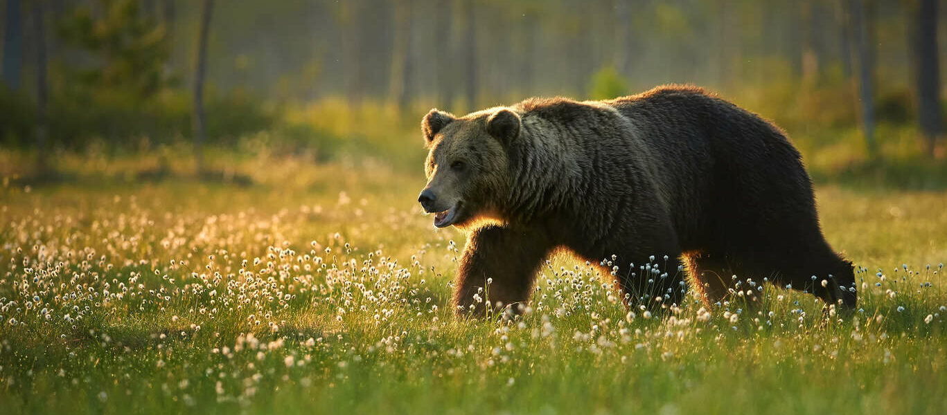 Rencontre avec les ours de Finlande