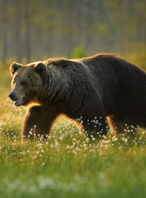 Rencontre avec les ours de Finlande