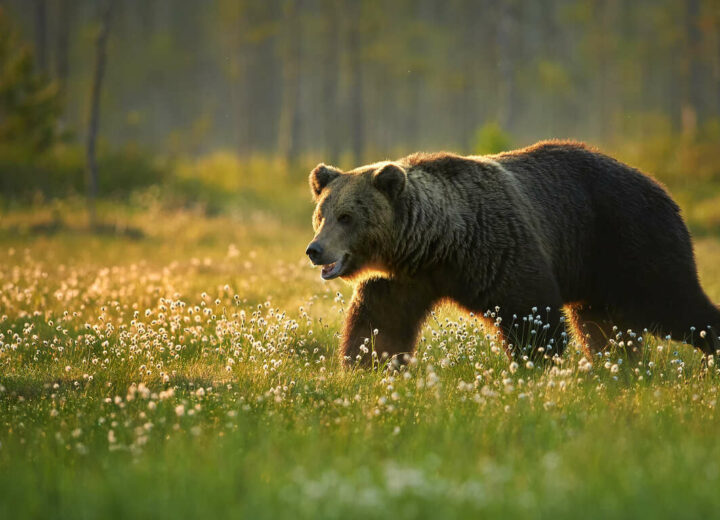 Rencontre avec les ours de Finlande