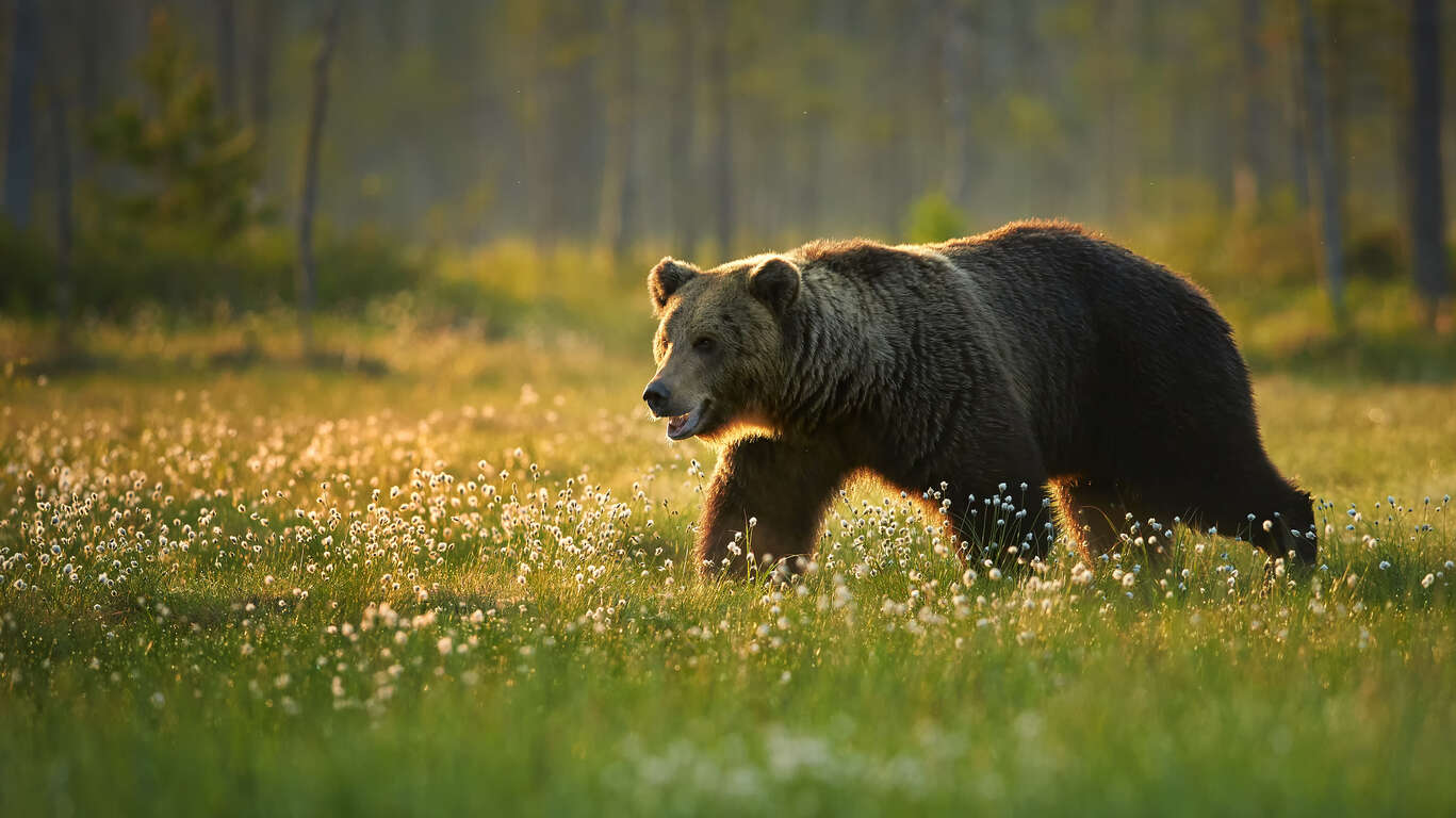 Rencontre avec les ours de Finlande