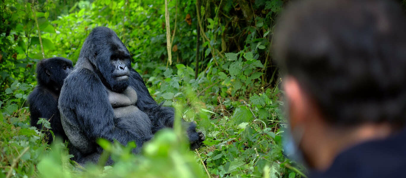 Voyage au Rwanda : A la rencontre des gorilles