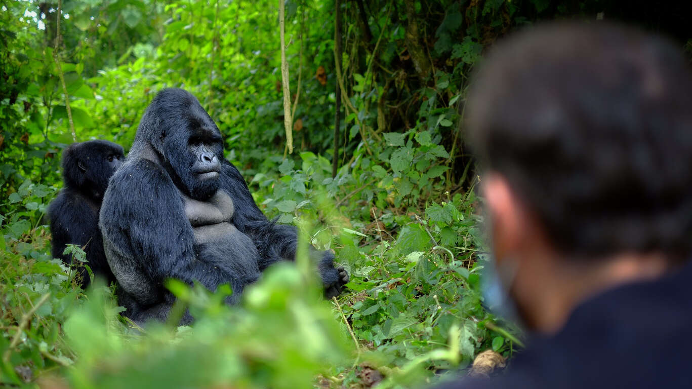 Voyage au Rwanda : A la rencontre des gorilles