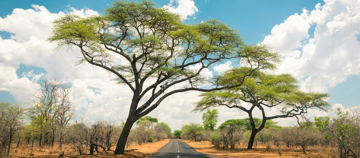 Du Cap au parc national Hwange (Zimbabwe)