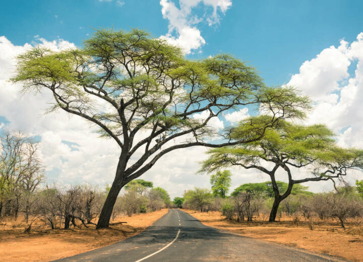 Du Cap au parc national Hwange (Zimbabwe)