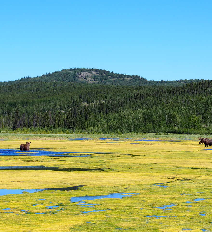La capitale du Yukon : culture et histoire
