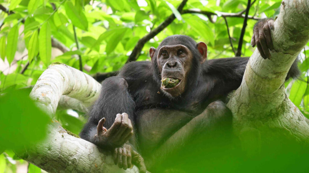 Croisière sur les Eaux du Congo