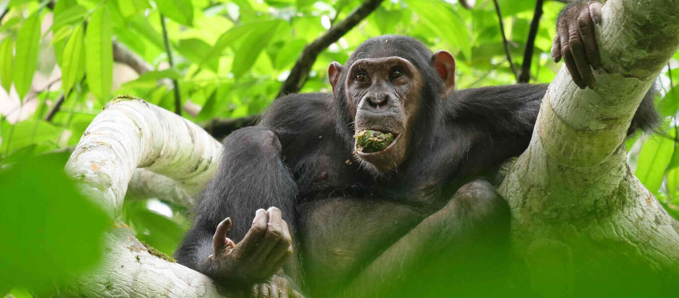 Croisière sur les Eaux du Congo