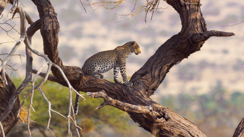 Circuit privé 9 jours dans le Nord du Kenya