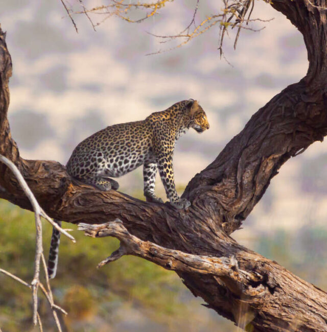 Circuit nord du Kenya