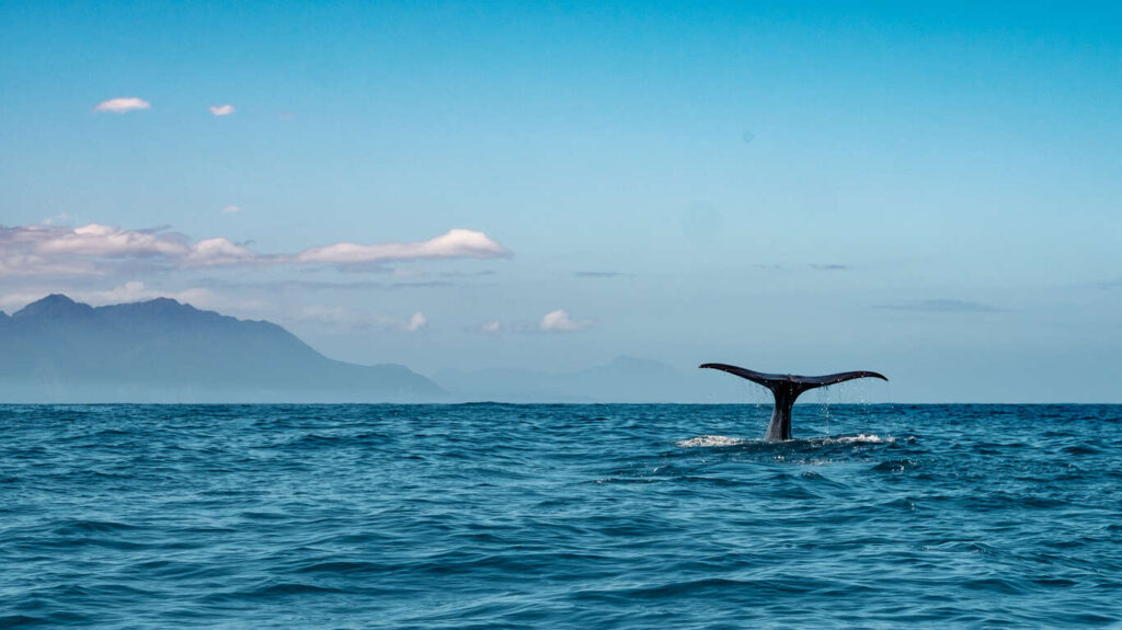 Circuit accompagné 15 jours en Nouvelle Zélande 