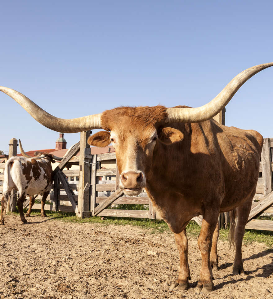 Le Nord du Texas : Métropoles modernes et esprit cowboy