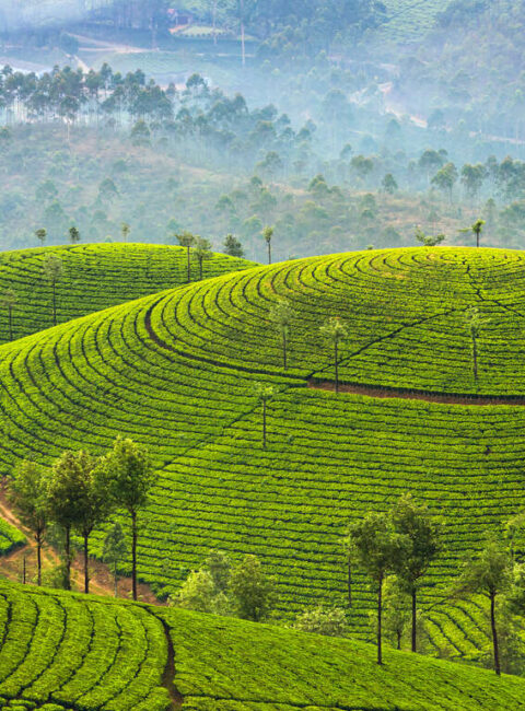 Trésors du Kerala en Petit Groupe