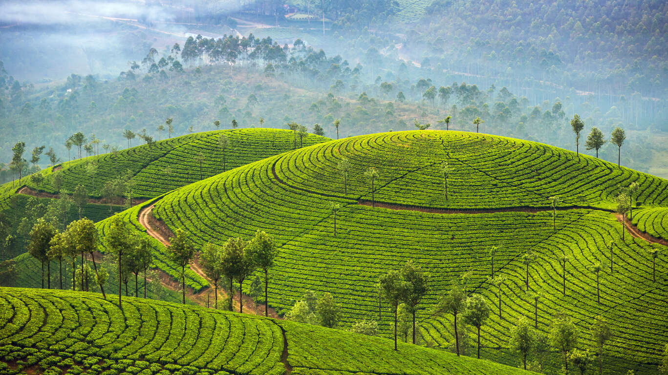 Trésors du Kerala en Petit Groupe