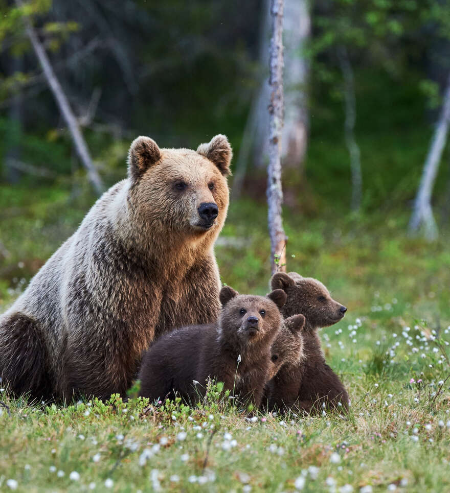 Préparer votre aventure en Alaska : guide pratique