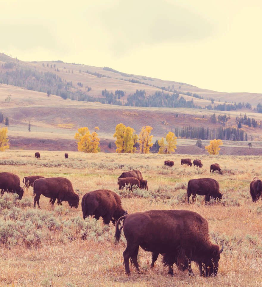 Du Glacier à Yellowstone : au cœur des Rocheuses et des merveilles naturelles du Montana