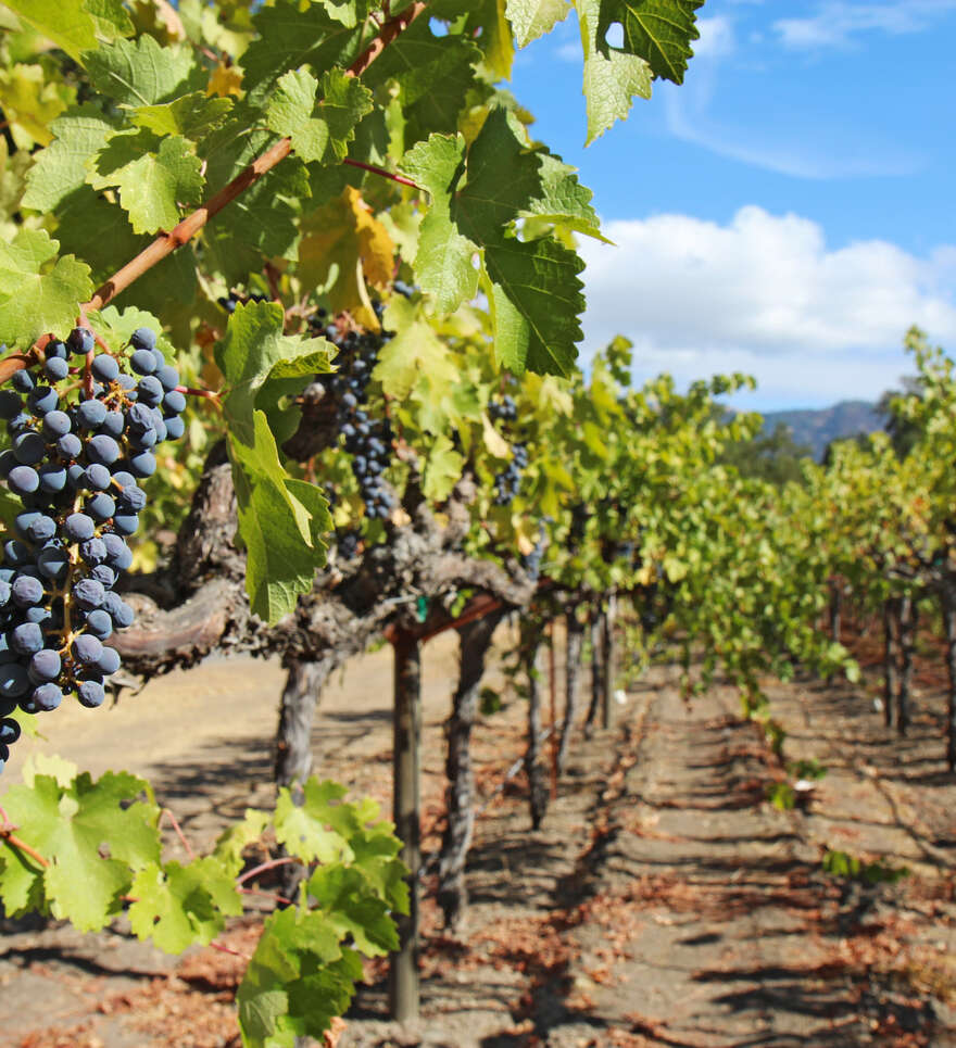 Routes alternatives entre vignobles, forêts et villes côtières