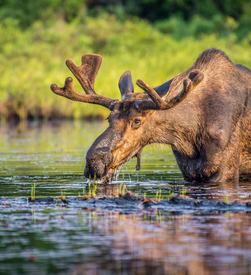 Le Nord de l’Ontario : aventure sauvage et grands espaces