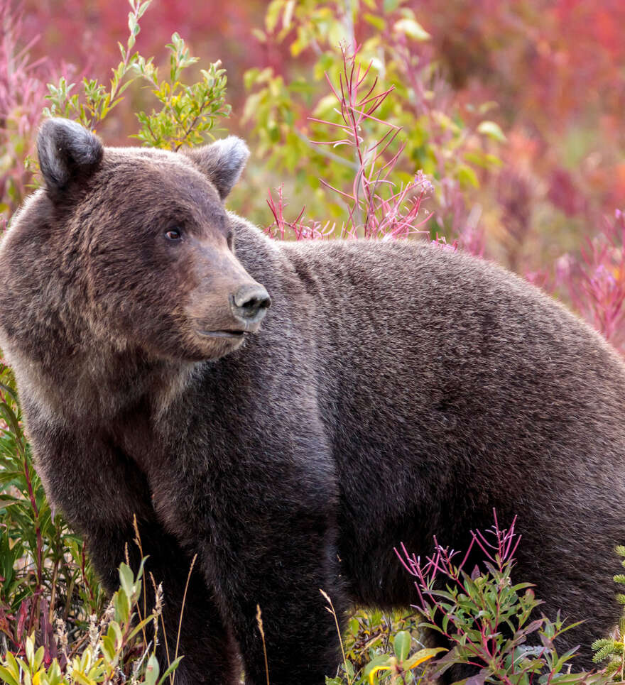 Préparer son road trip au Yukon