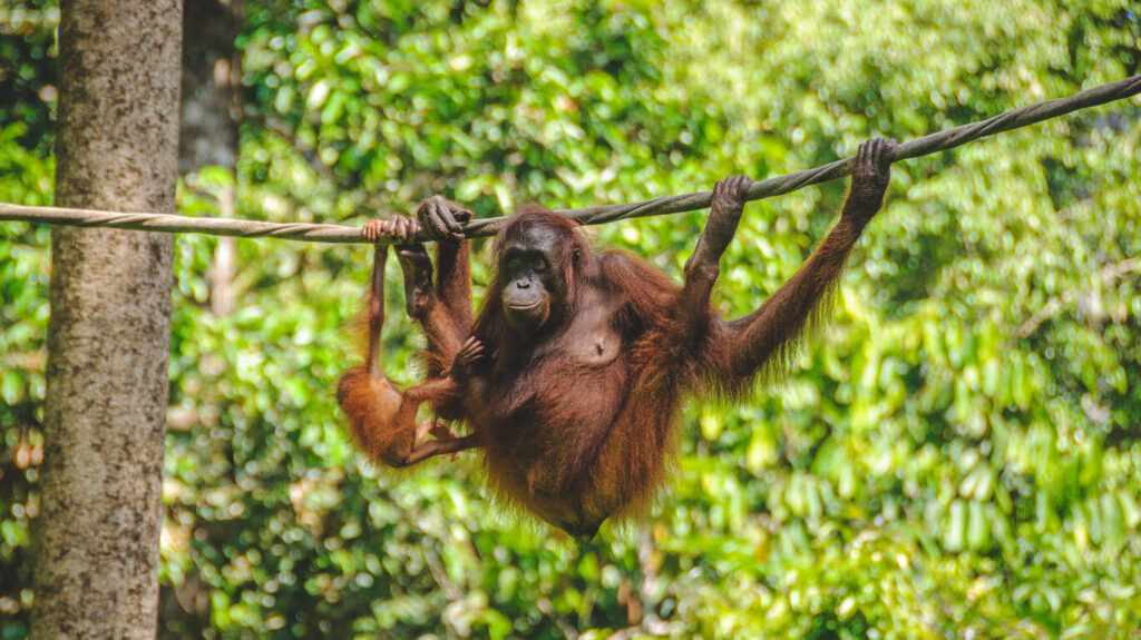 Voyage privé 11 jours à Bornéo 
