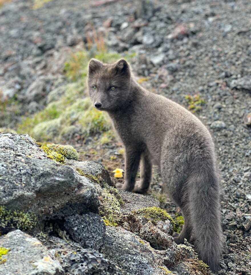 Que faire à Thingvellir ?