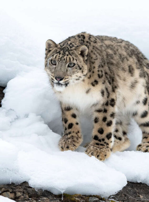 La panthère des neiges en petit groupe