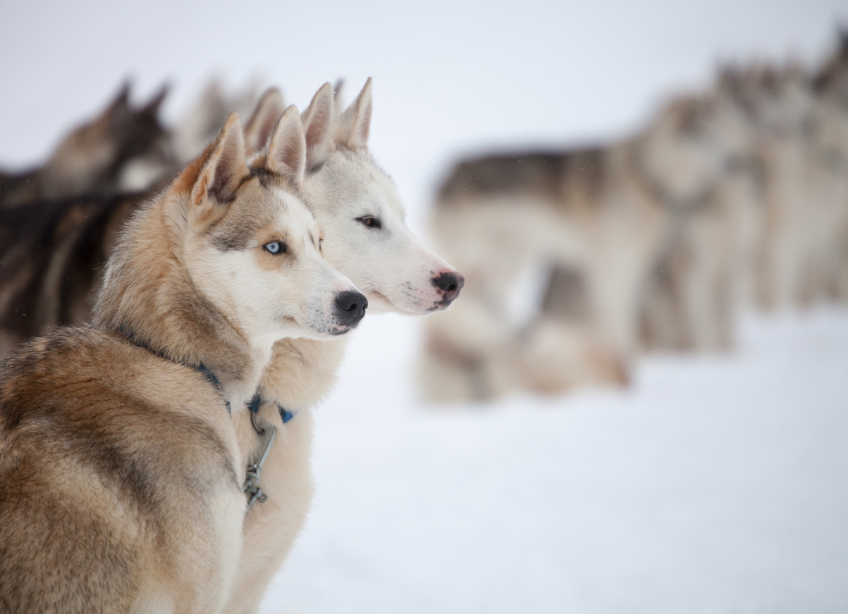 Activités incontournables à faire en Laponie en hiver