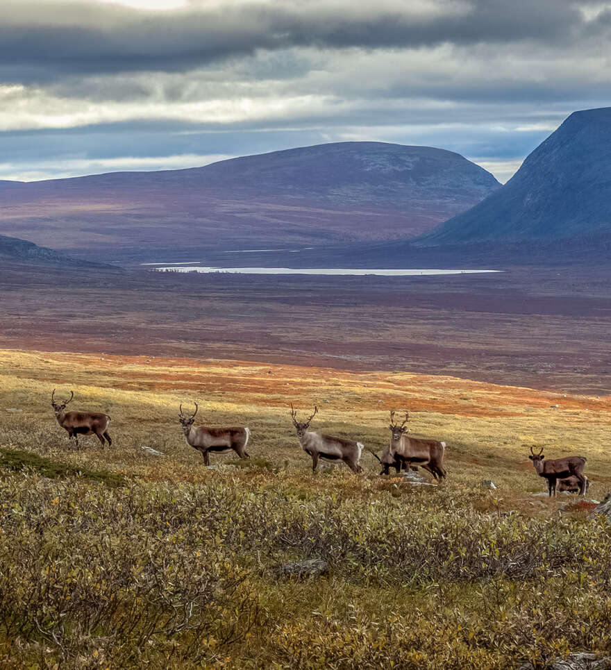 Préparer votre expédition à Sarek : Guide Pratique