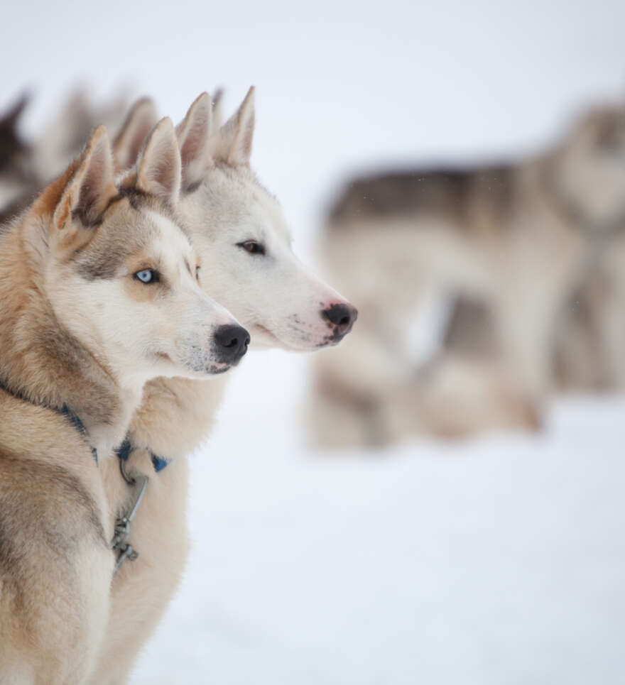 Les circuits accompagnés essentiels en Finlande : nature et aventure