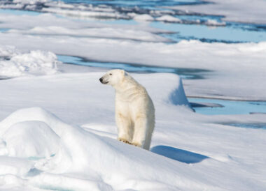 Croisière arctique du Cercle Polaire au Spitzberg