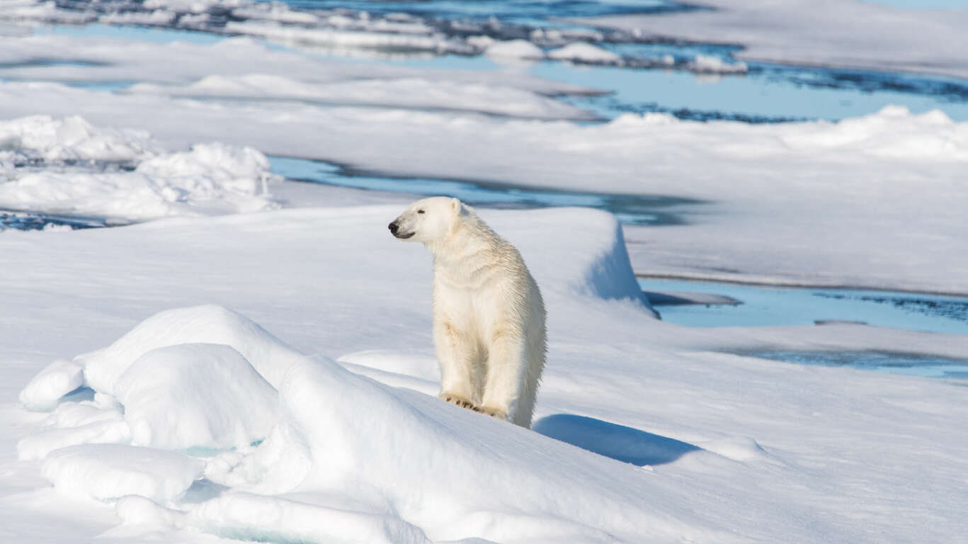 Croisière arctique du Cercle Polaire au Spitzberg