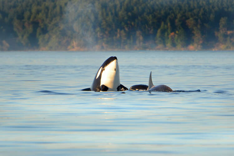 voyage estivale à Vancouver