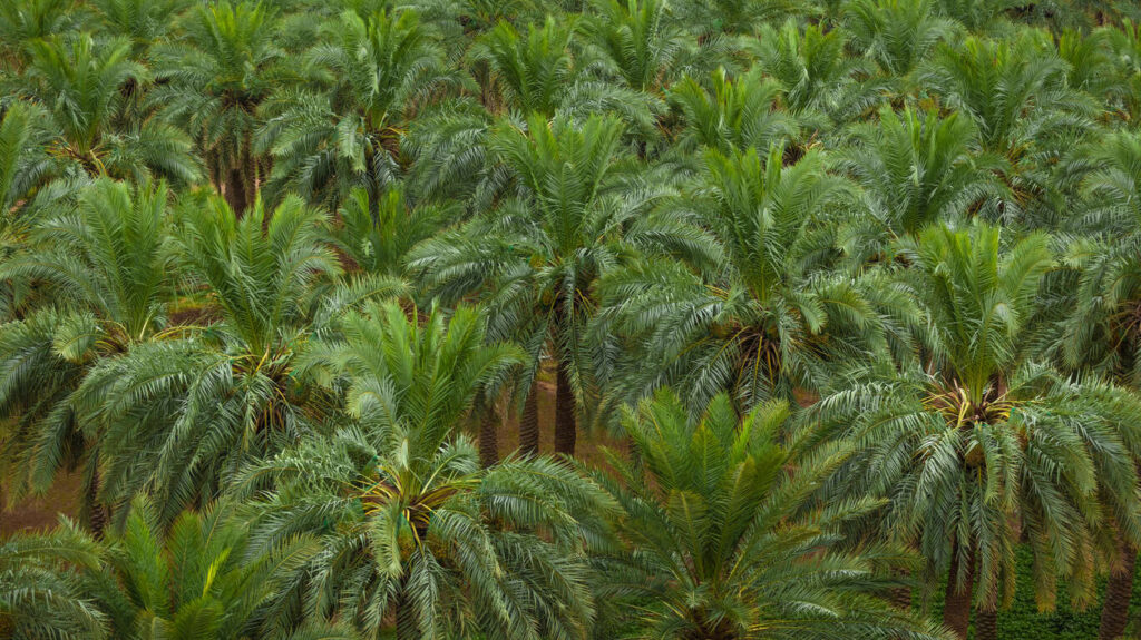 Autotour et visites guidées de 10 jours en Arabie Saoudite : AlUla, Hail, Buraydah, Riyad, Al Ahsa
