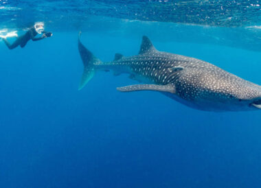 Observation des requins baleines au Constance Moofushi