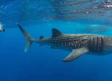 Observation des requins baleines au Constance Moofushi
