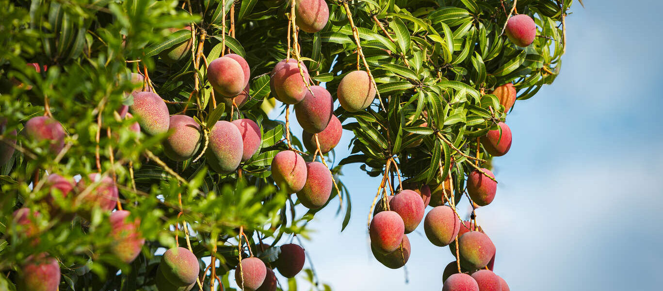 Circuit Hawaï authentique