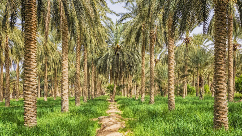 Séjour d'une semaine en Tunisie combinant visites et soins de bien être entre Tunis en bord de mer et Douz dans un véritable oasis en hôtels 5*