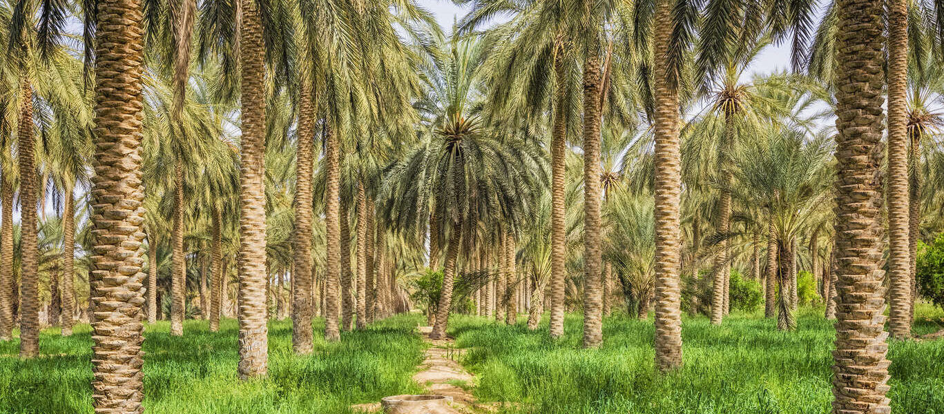 Séjour d'une semaine en Tunisie combinant visites et soins de bien être entre Tunis en bord de mer et Douz dans un véritable oasis en hôtels 5*