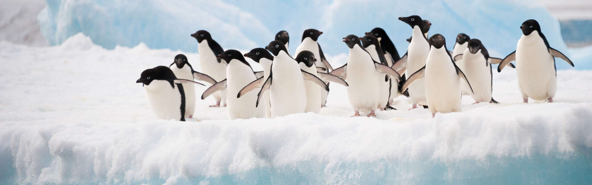 Croisière avec Ponant : au cœur de l’Antarctique et du Grand Sud