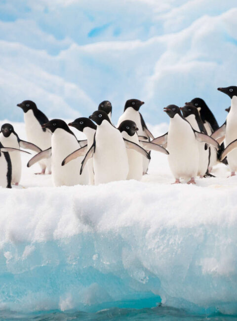 Îles Falkland, Géorgie du Sud et Antarctique : la grande boucle australe