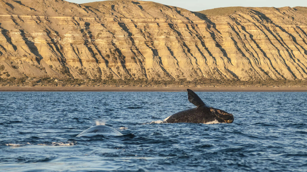 Circuit accompagné en petit groupe en Patagonie argentine