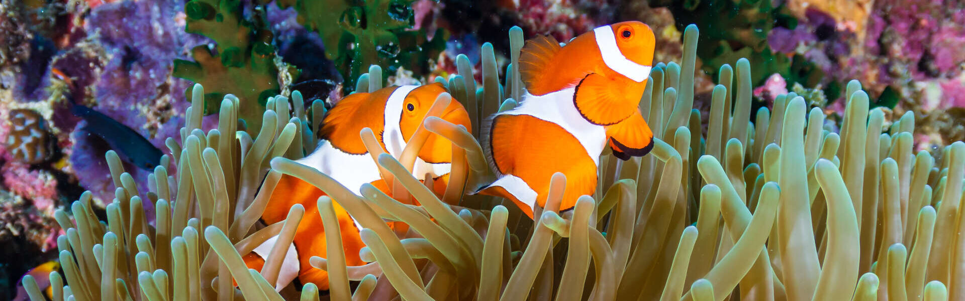 Voyage en famille aux Philippines en été