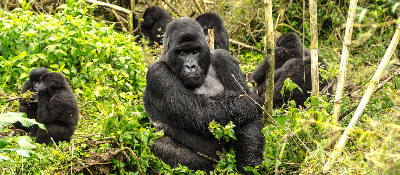 Voyage au Rwanda en petit groupe