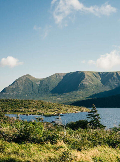 Terre-Neuve : odyssée nature entre océan et montagnes