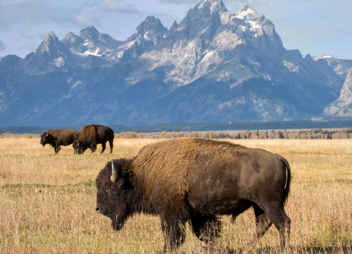 Montana ou Wyoming : quelle destination choisir ?